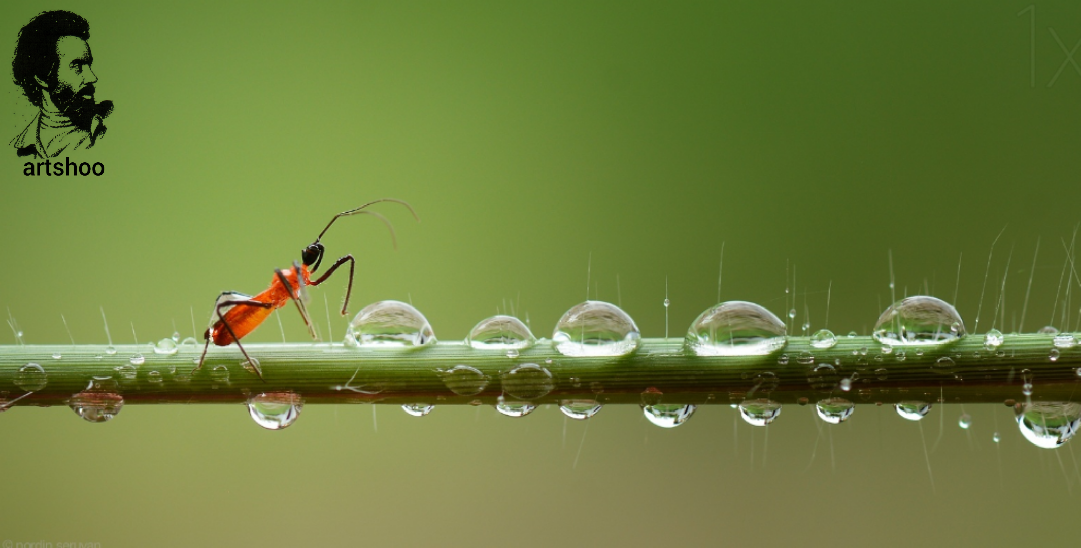 مدل رنگ روغن اورژینال آب